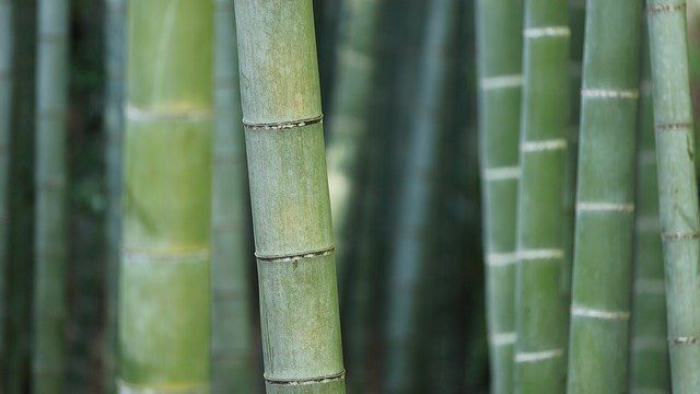 Cómo lavar ropa de fibra de bambú